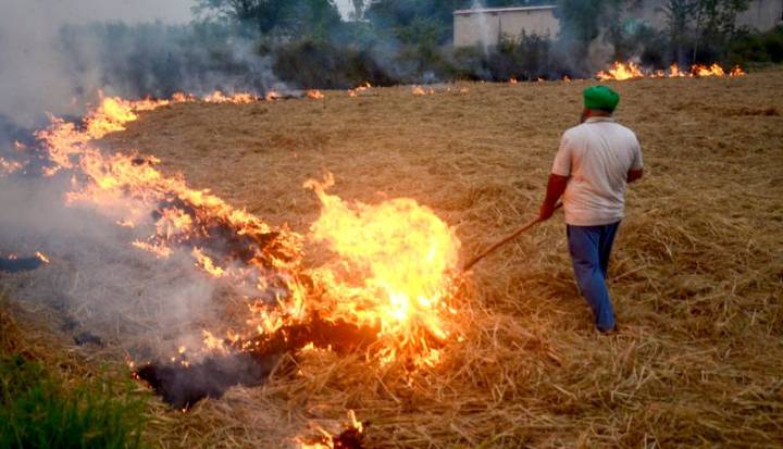 Punjab reports 45 farm fires on Diwali; Tarn Taran leads with highest count