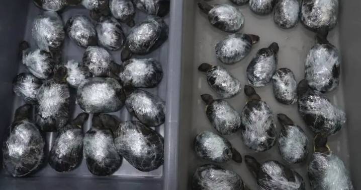 Two women 'smuggle 68 tortoises tied to their legs' under skirts in customs blunder