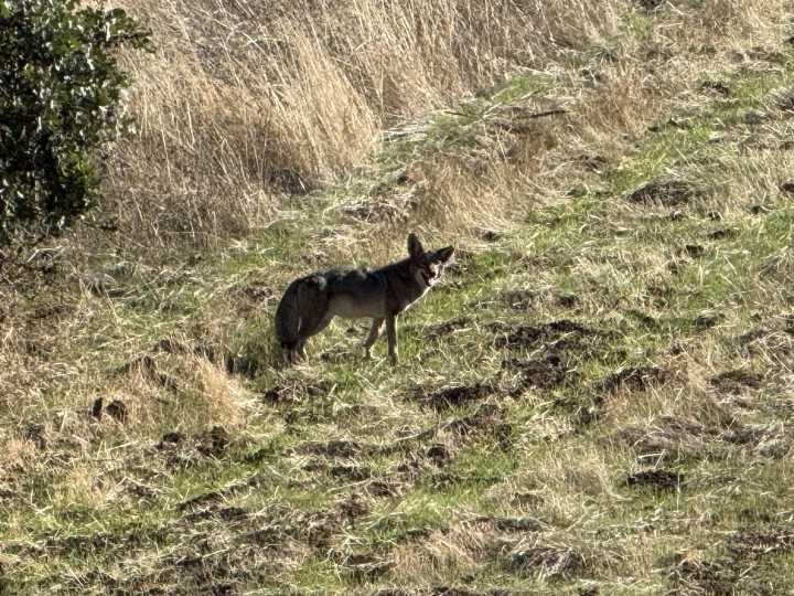 Coyote Having A Nice Lunch Off Rolling Woods Way In Concord (VIDEO)