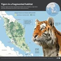 Tigers in trouble as Malaysian big cat numbers dwindle