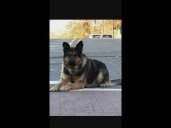 Gastonia K9 helps track down suspect
