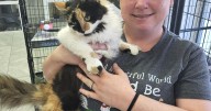 Homeward Bound Animal Rescue seeks support to keep cat shelter open