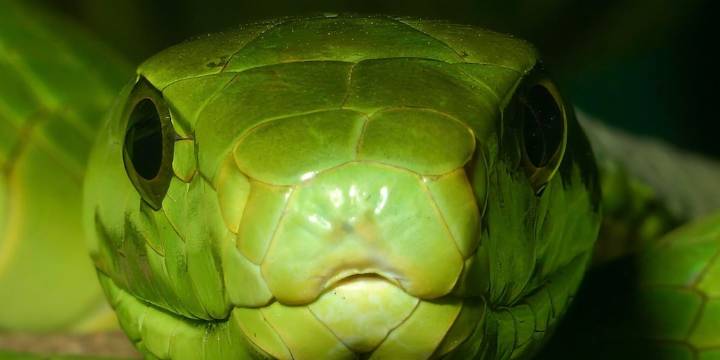 Científicos desarrollaron un antiveneno innovador que protege contra 17 serpientes