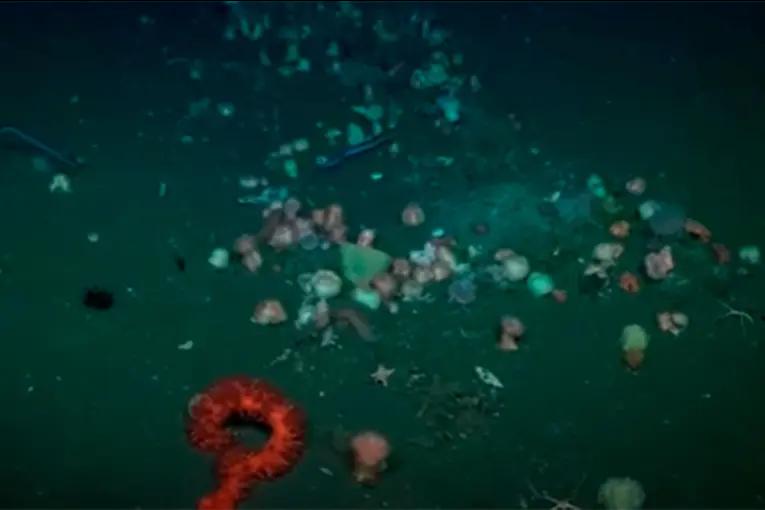 Stream submarino: los impresionantes hallazgos en el Mar Argentino