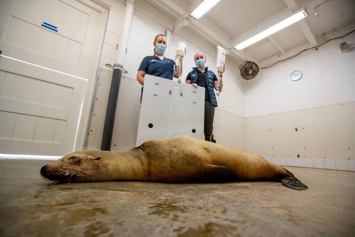 Marine mammals are dying in record numbers along the California coast