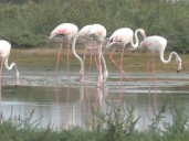 Flamingos arrive in Tamil Nadu's Thoothukudi
