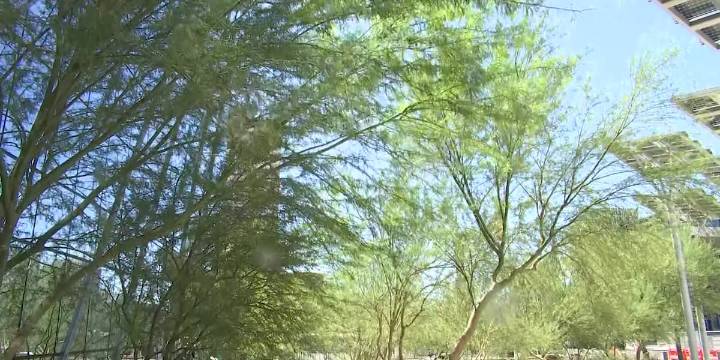 Free Shade: Clark County offering trees to help cool neighborhoods