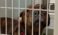 Broward Animal Care waives adoption fees during ‘Fall in Love’ campaign