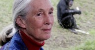 Researcher, conservationist and peacemaker Jane Goodall dies at 91