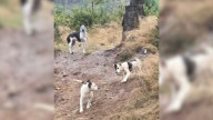 Washington Rescuers Race Against Time To Save Mom Dog And Her Litter In The Rain