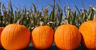 Dentist shares best way to eat pumpkin for teeth and gum health benefits