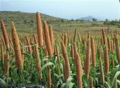 Irregularities in millet procurement process; officials of Kanina and Kosli mandi suspended