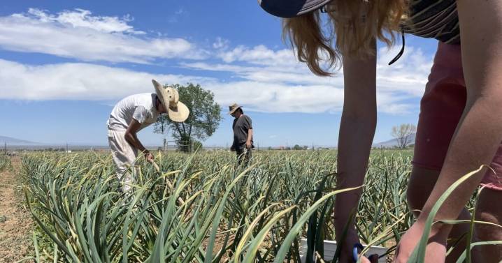 New Mexico youth learn virtues of growing carrots