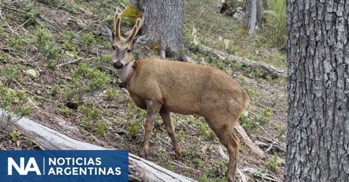 Vuelven a registrar al huemul “Newenche”, con radiocollar, esta vez en el Parque Nacional Nahuel Huapi