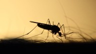 Hallan mosquitos vivos en Islandia por primera vez en la historia