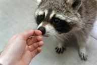 Are raccoons becoming pets? New Arkansas study says it’s possible
