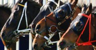 Chief steward fired over misconduct in Tasmanian racing