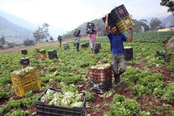 Sector agroalimentario representa el 47 % del PIB de manufactura privada