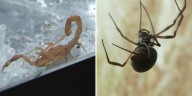Why Scorpions & Spiders may linger longer