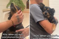 No One Could Predict Reason for Tiny Dog’s Reaction to First Vet Visit