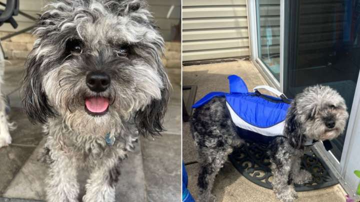 Woman In Indiana Picks Up Her Dog From The Groomer And Knows Something Isn’t Right