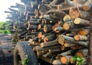 Profepa clausura carbonería por usar madera de origen ilegal