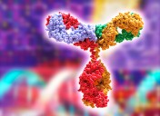 Engineered Antibodies Prove Effective in Drug
