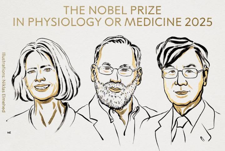 Nobel de Medicina 2025 a hallazgo clave sobre la tolerancia inmunológica periférica