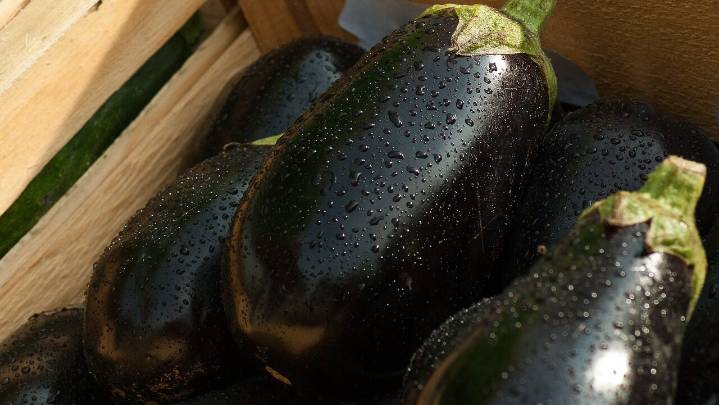 Mennonite Seniors Rush to Grab Free Eggplants in Lobby