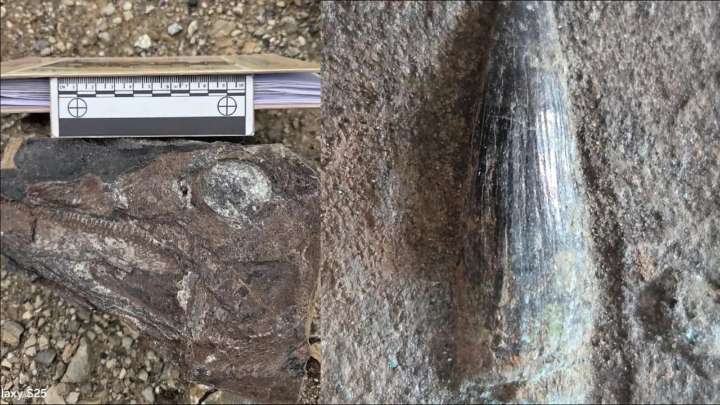 Científicos de Venezuela hallan fósil del Ictiosaurio bebé de unos cien millones de años: Estos son los paleontólogos y así lucía el reptil