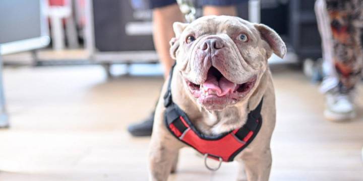 Habrá jornada de microchips para mascotas y caminata familiar