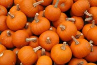 How Many Pumpkins Does Illinois Grow? Enough For 8 Billion Lattes