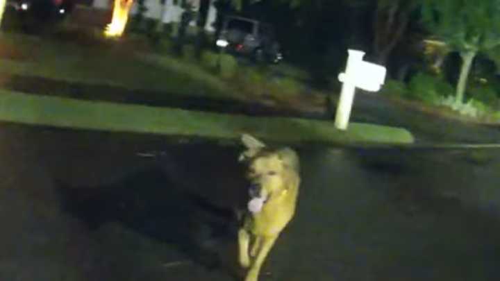 'Good boy!': Faithful pup brings Fla. deputy to injured elderly woman
