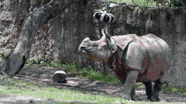 Zoológico de Guadalajara protege especies en peligro de extinción
