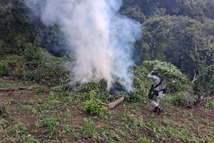 Destruyen más de 99 mil plantas de marihuana