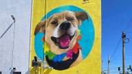 Pintan mural póstumo al “Chicles”, el perrito maratonista que falleció el mes pasado