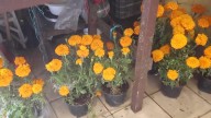 Mantiene cempasúchil su precio; listas florerías de Saltillo para el Día de Muertos