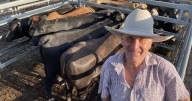 Bushed bullocks yield great returns