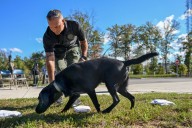 Black lab in Howard County is joining forces with fire department to help detect arson