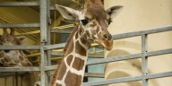 Animals Omaha’s Henry Doorly Zoo help eat away invasive plants