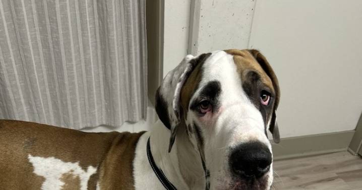 Dog owner faces criminal summons after challenging Denver Animal Control 'dangerous' dog euthanasia suggestion