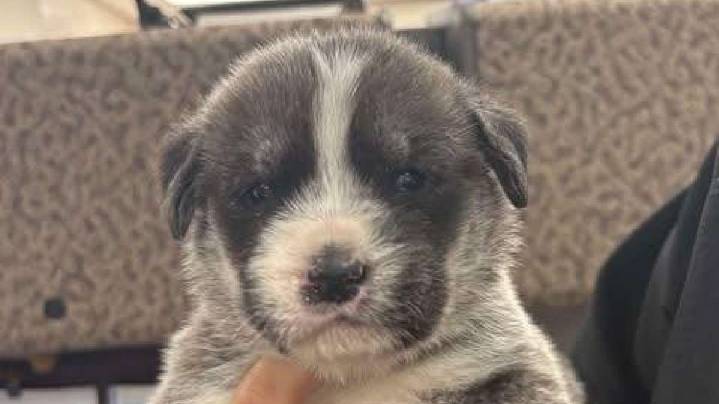 Ogden man arrested, accused of tossing puppies out car window