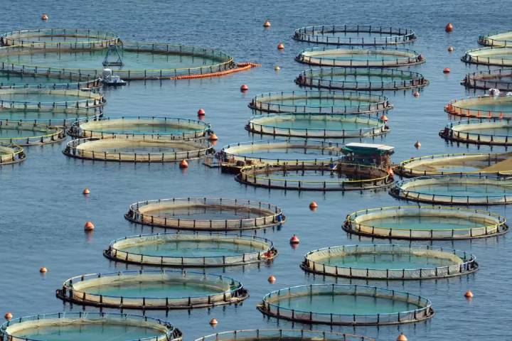 Acuicultura crece en Campeche ante baja en captura de pulpo y camarón