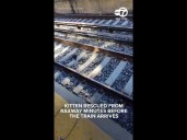 Kitten rescued from tracks minutes before train arrives