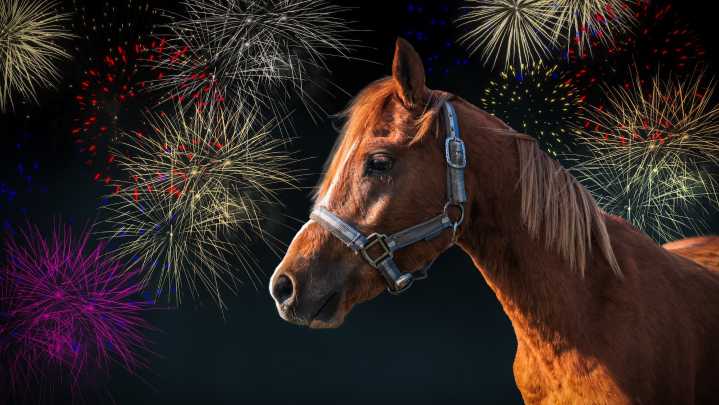 Celebrities and top riders back call for firework law change