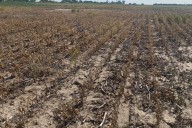 Campaña 2025/26. La Niña vuelve al radar y cambia el mapa de lluvias para los cultivos