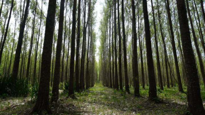 Las aves insectívoras construyen nidos que favorecen el control natural de plagas en forestaciones