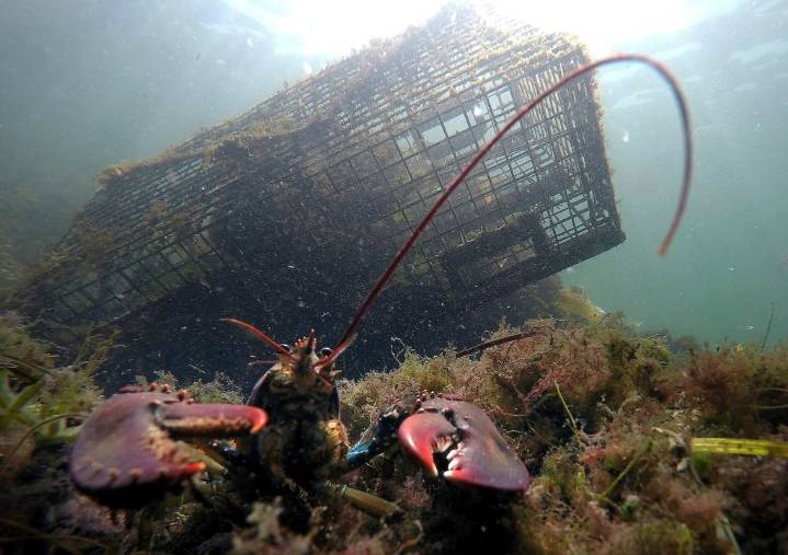 Lobster population falls off New England, leading regulators to declare overfishing
