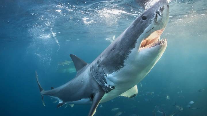 Los tiburones más inusuales se enfrentan al mayor riesgo de extinción