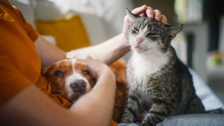 Un país encendió las alarmas por el peligro que amenaza a ciertas mascotas en octubre